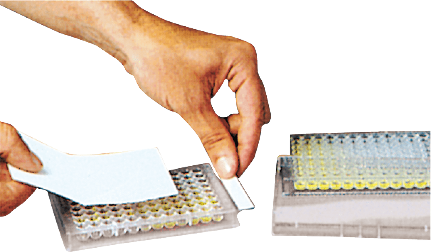 Adhésif prédécoupé pour microplaque 96 puits, naturel