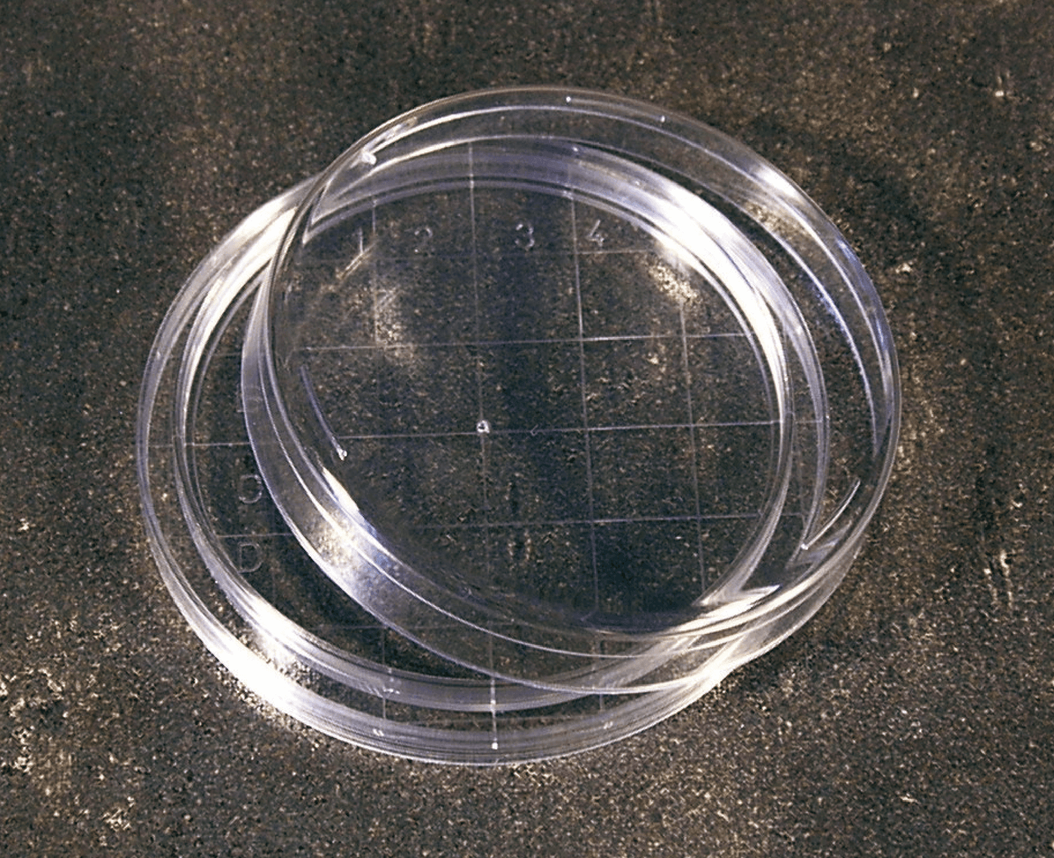 Boite de Pétri contact pour hygiène diamètre 60mm stérile