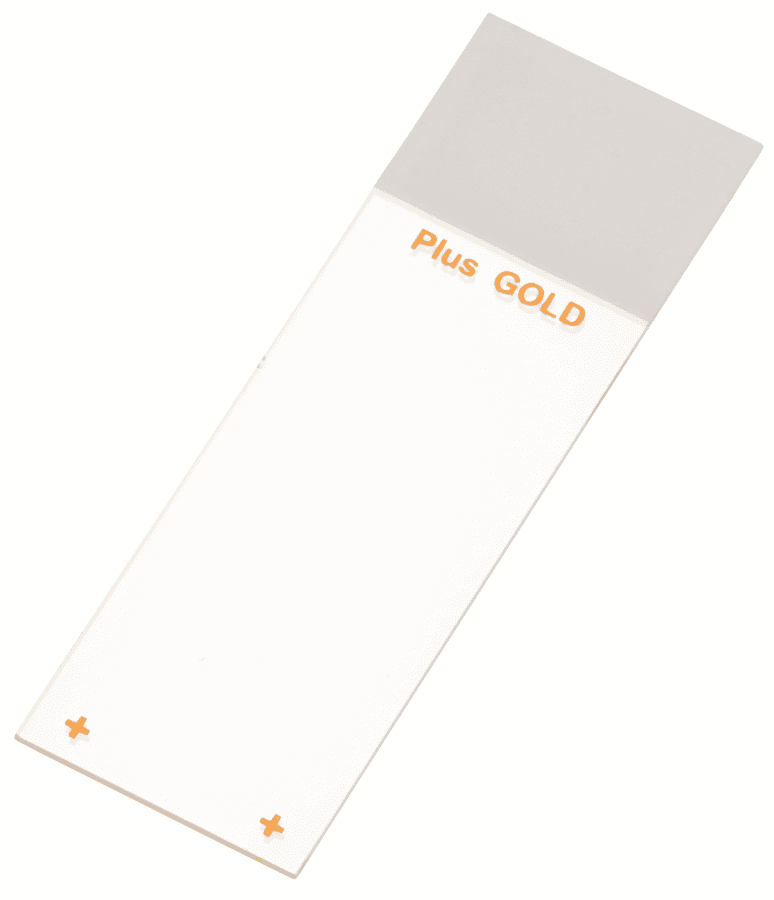Lame adhésive Superfrost® Plus Gold